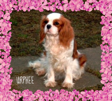 Urphee De la vallee du parc Buirette