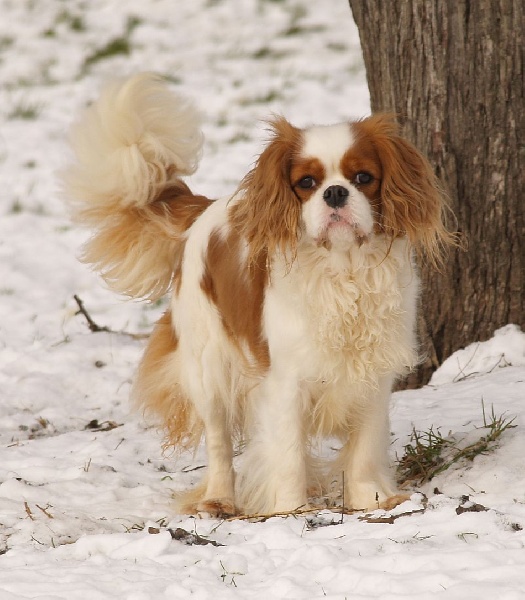 Baby-love Des rois du monde