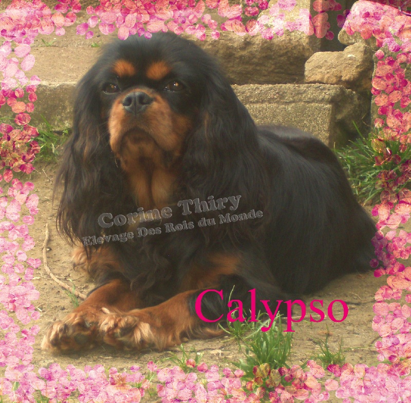 Calypso Des rois du monde