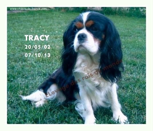 Tracy De la vallee du parc Buirette