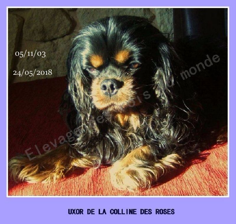 Uxor * de la Colline des Roses