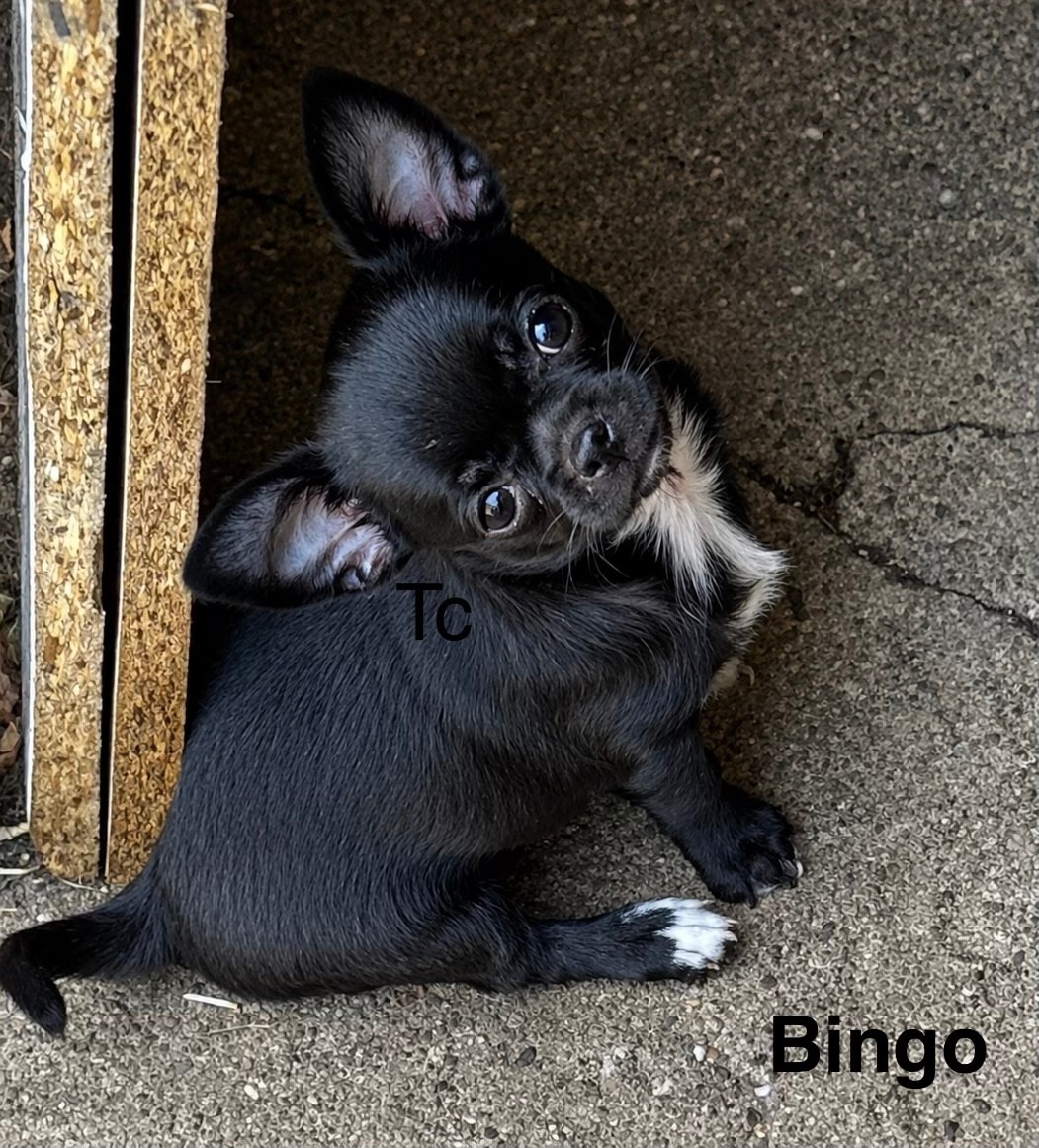 Bébés chihuahuas