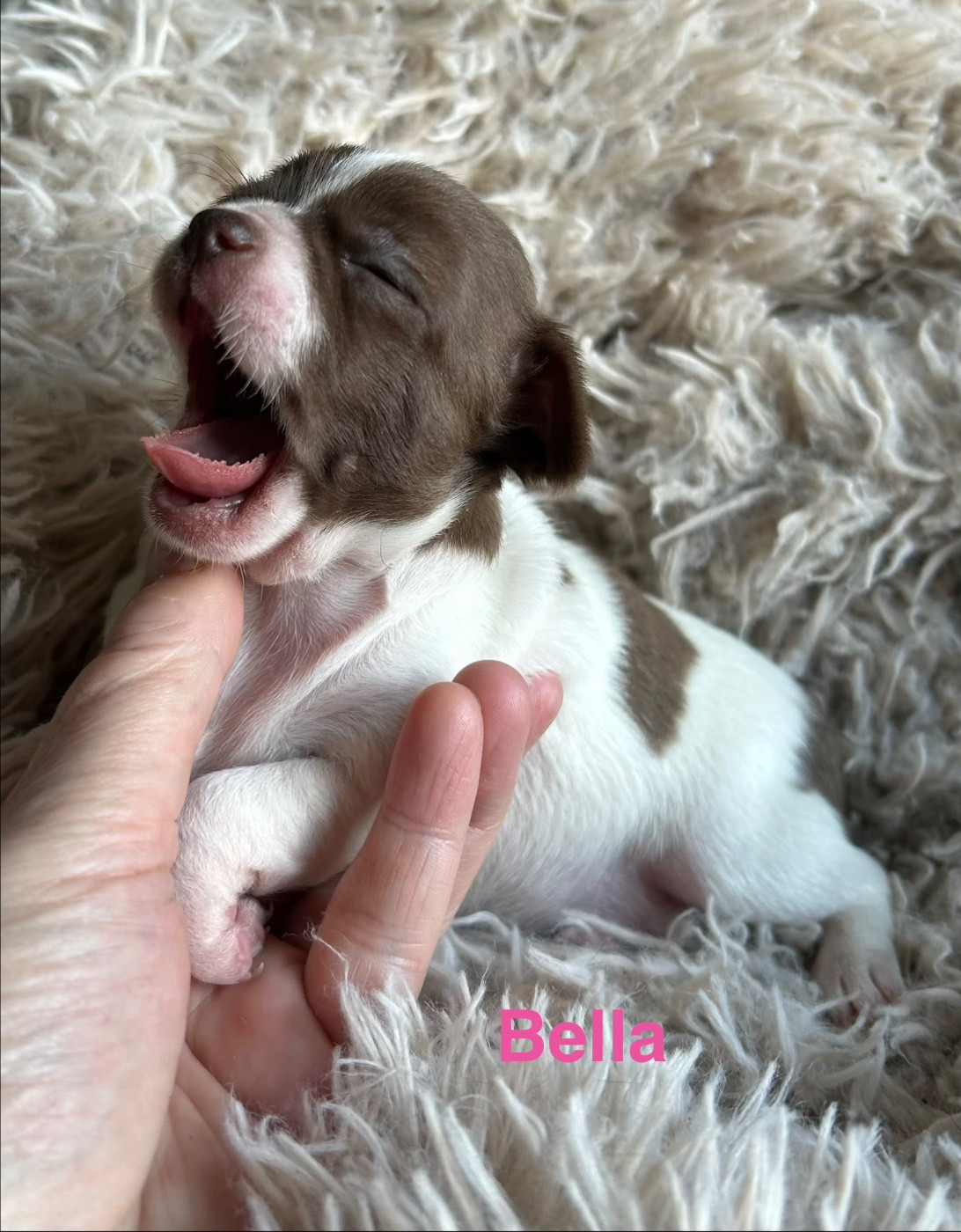 Des rois du monde - Chiots disponibles - Chihuahua