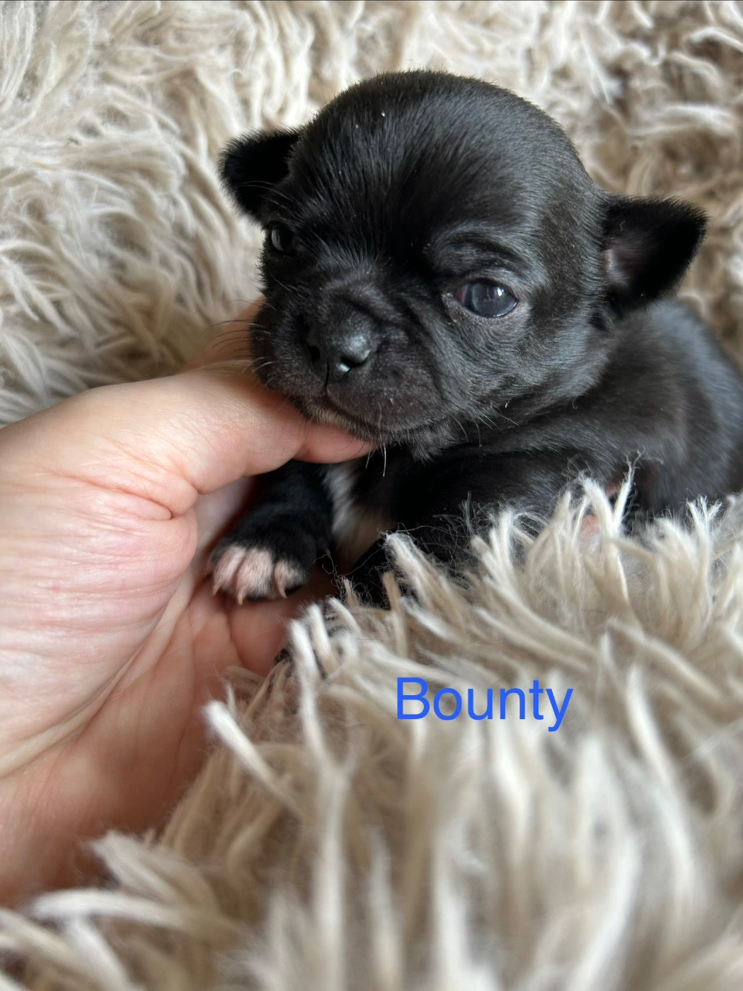Des rois du monde - Chiots disponibles - Chihuahua