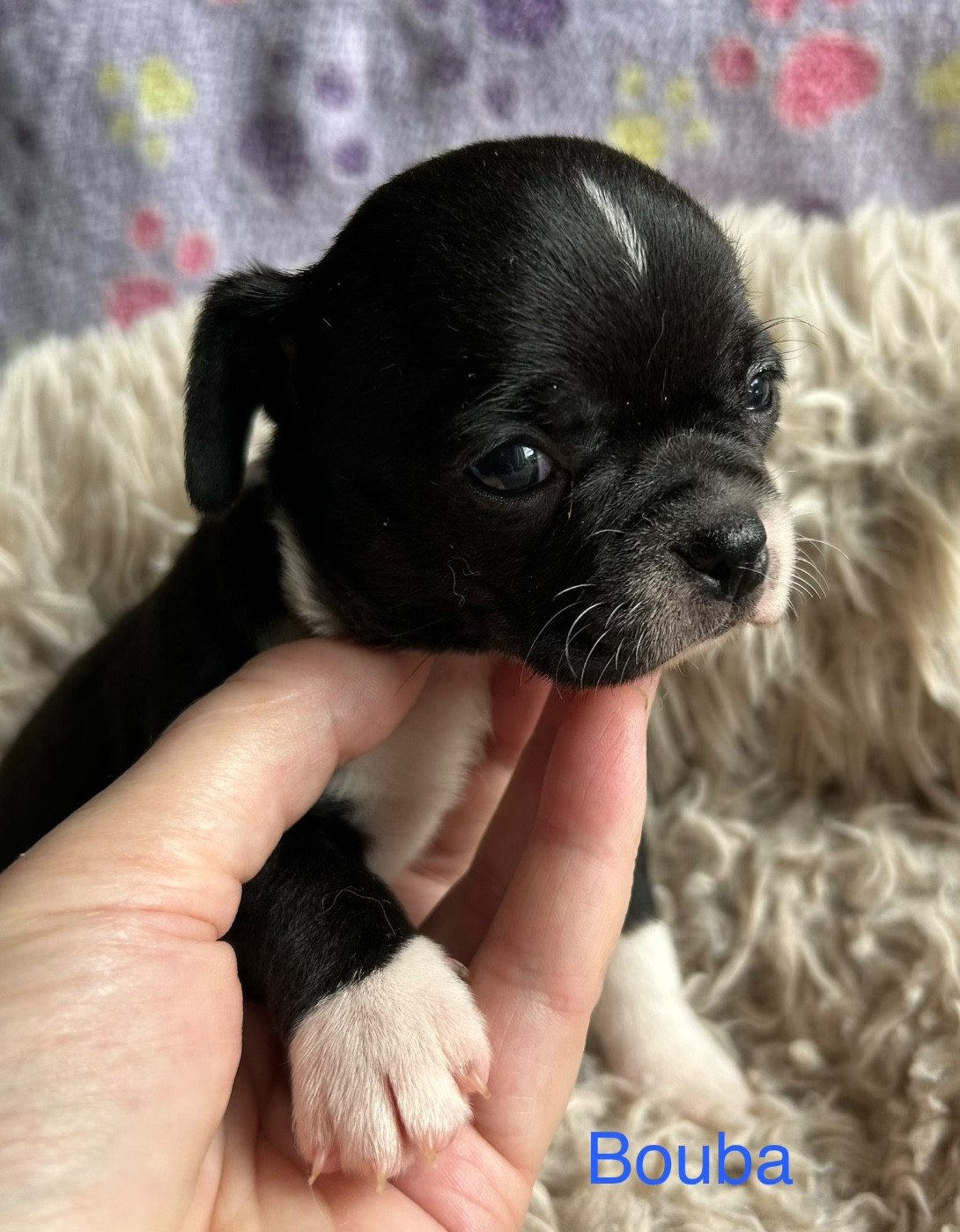 Des rois du monde - Chiots disponibles - Chihuahua