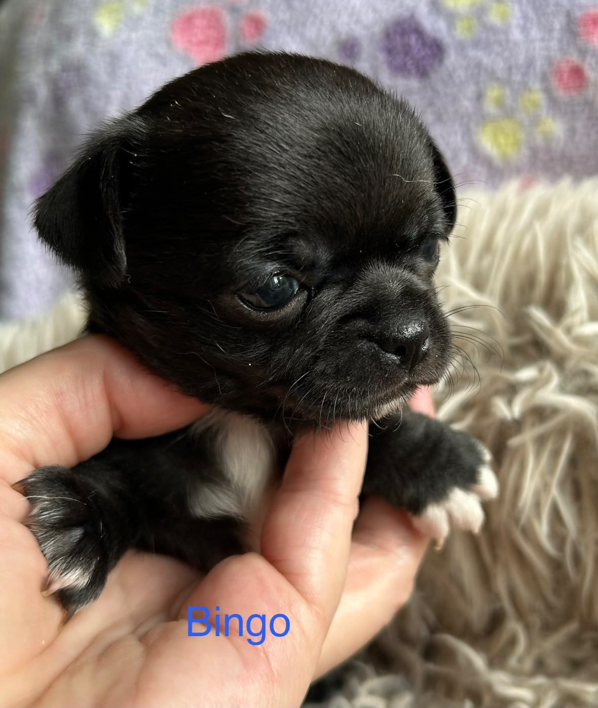 Des rois du monde - Chiots disponibles - Chihuahua
