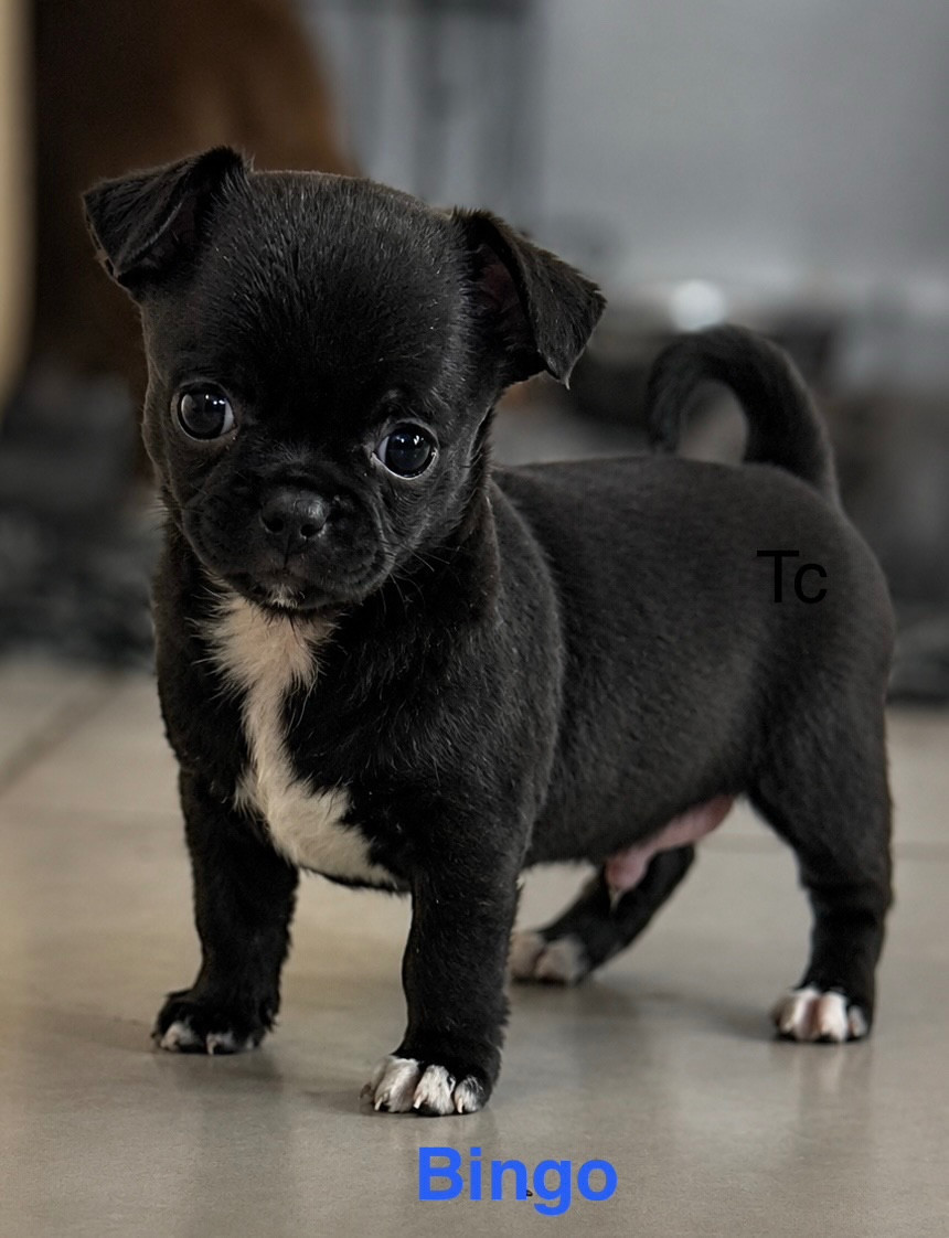 Des rois du monde - Chiots disponibles - Chihuahua