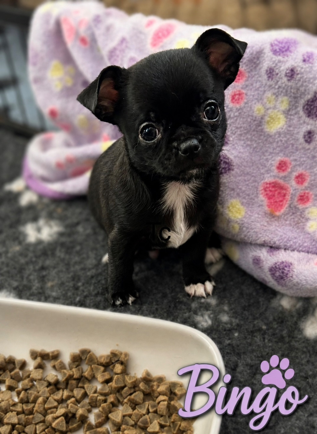 Des rois du monde - Chiots disponibles - Chihuahua
